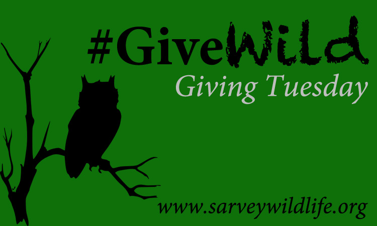 Giving Tuesday Give Wild