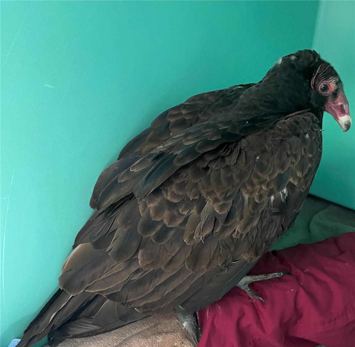 Turkey Vulture