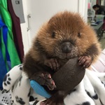 Baby-Beaver-2015