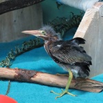 Green-heron