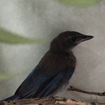 Western-Scrub-jay