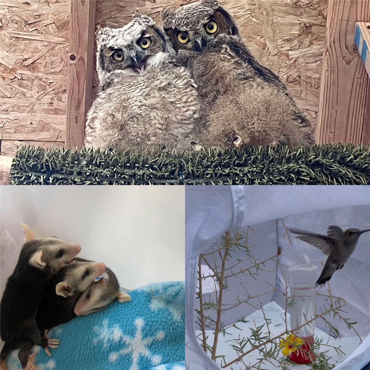 Babies 2025 Hummingbird and Owlets