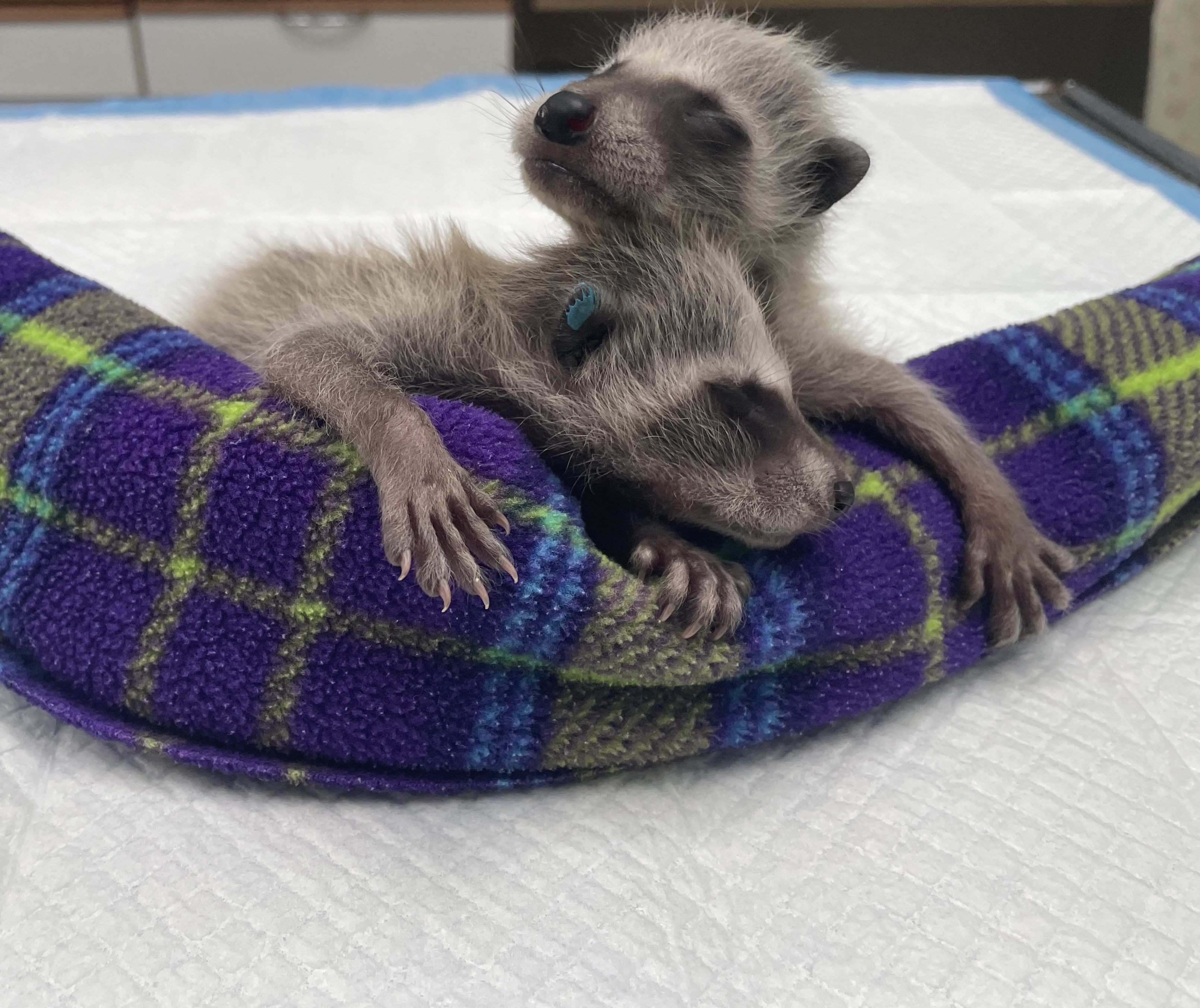 Baby Raccoons 1