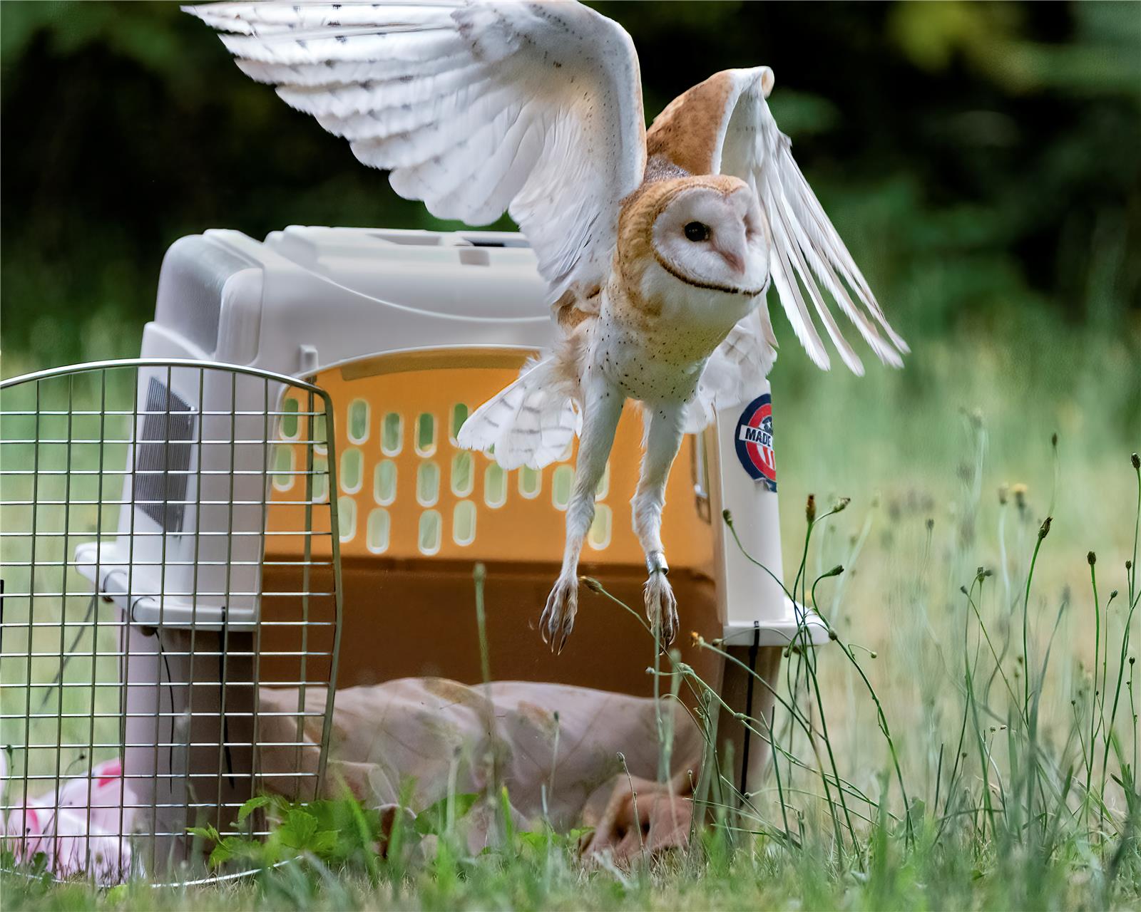 Barn Owl Release