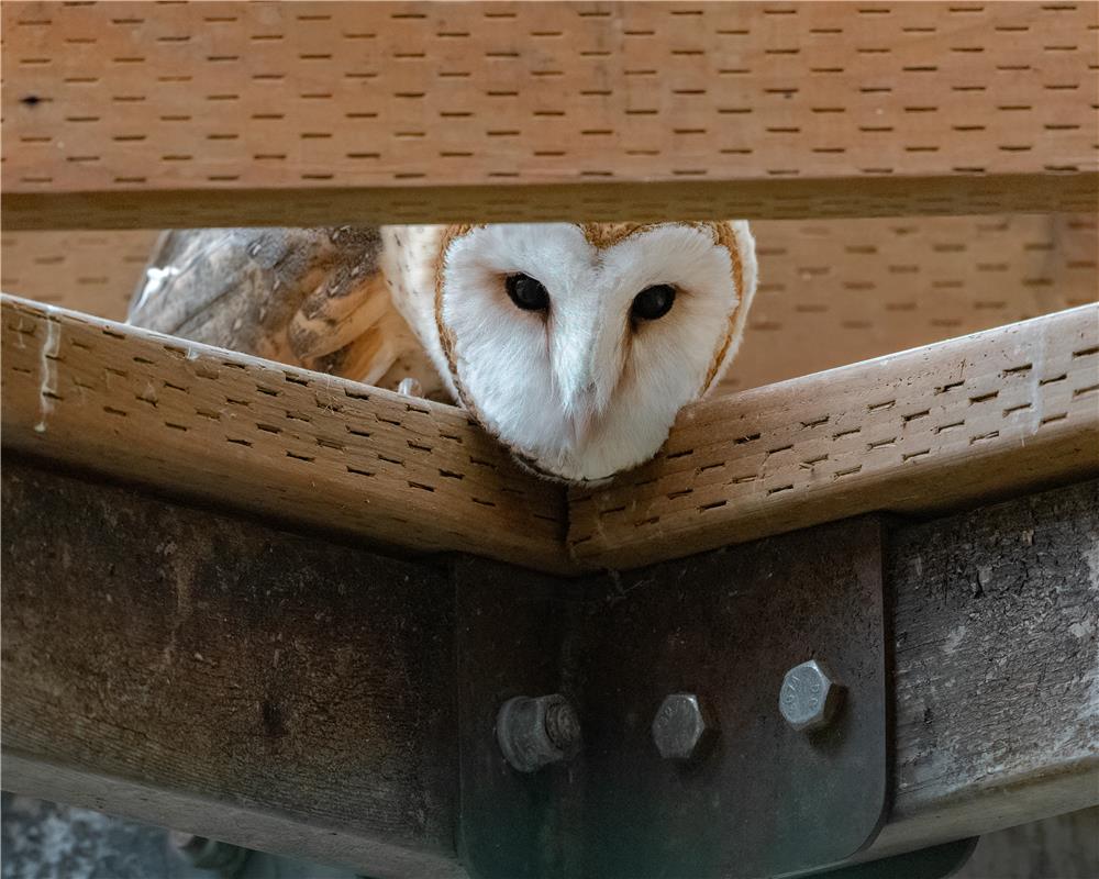 Barn owl