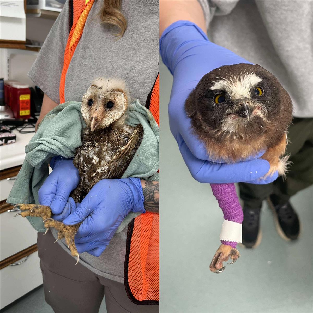 Injured Owls 2025