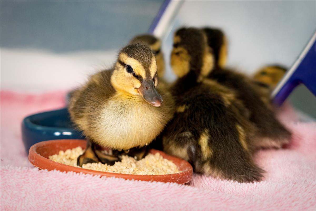 Mallard ducklings Paul