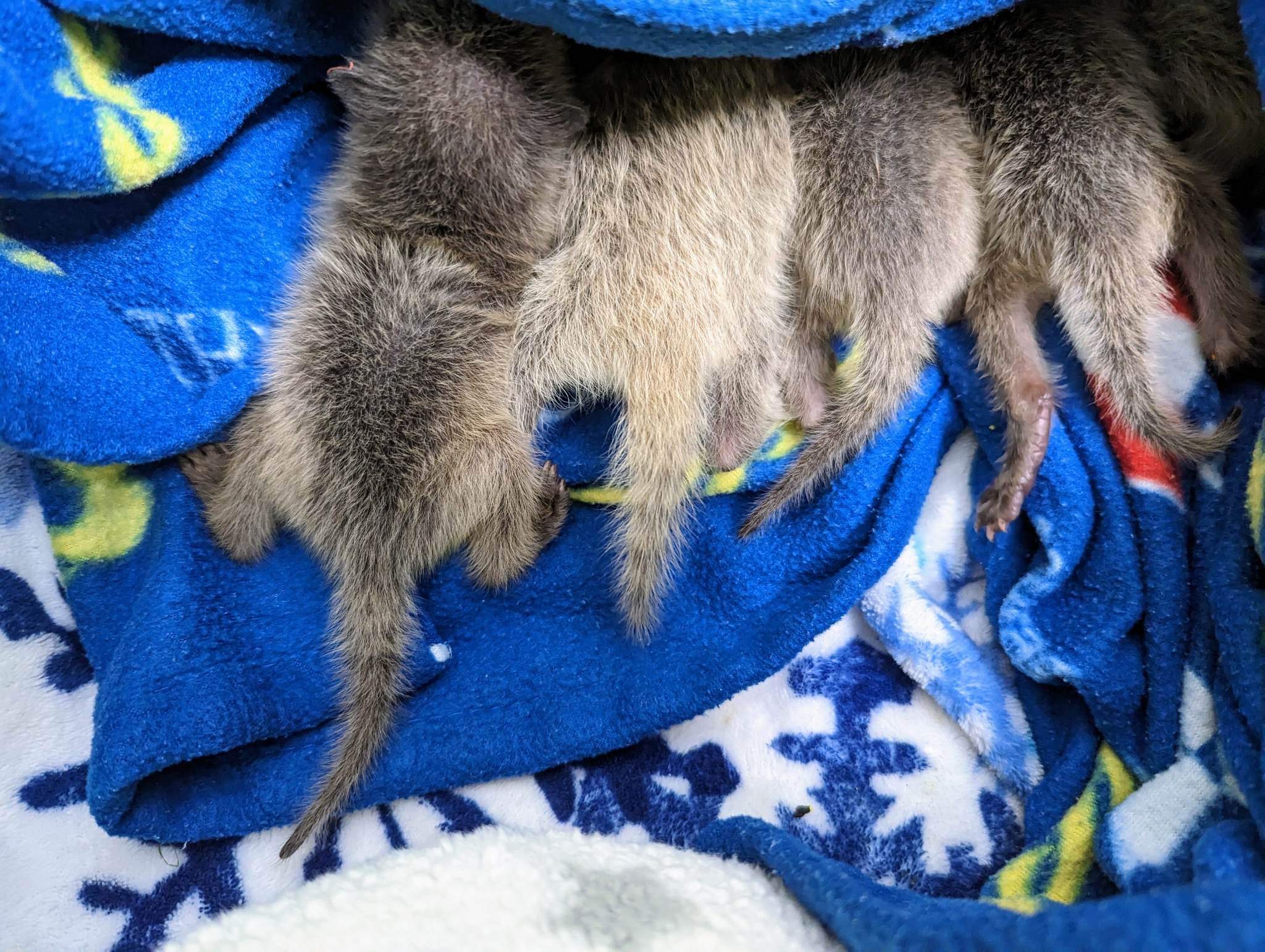 Raccoon Bums