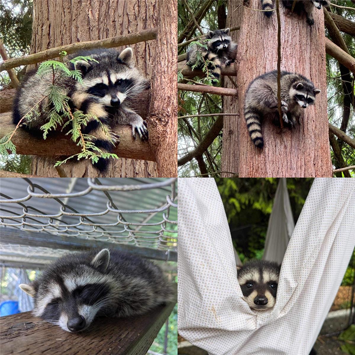 Raccoons