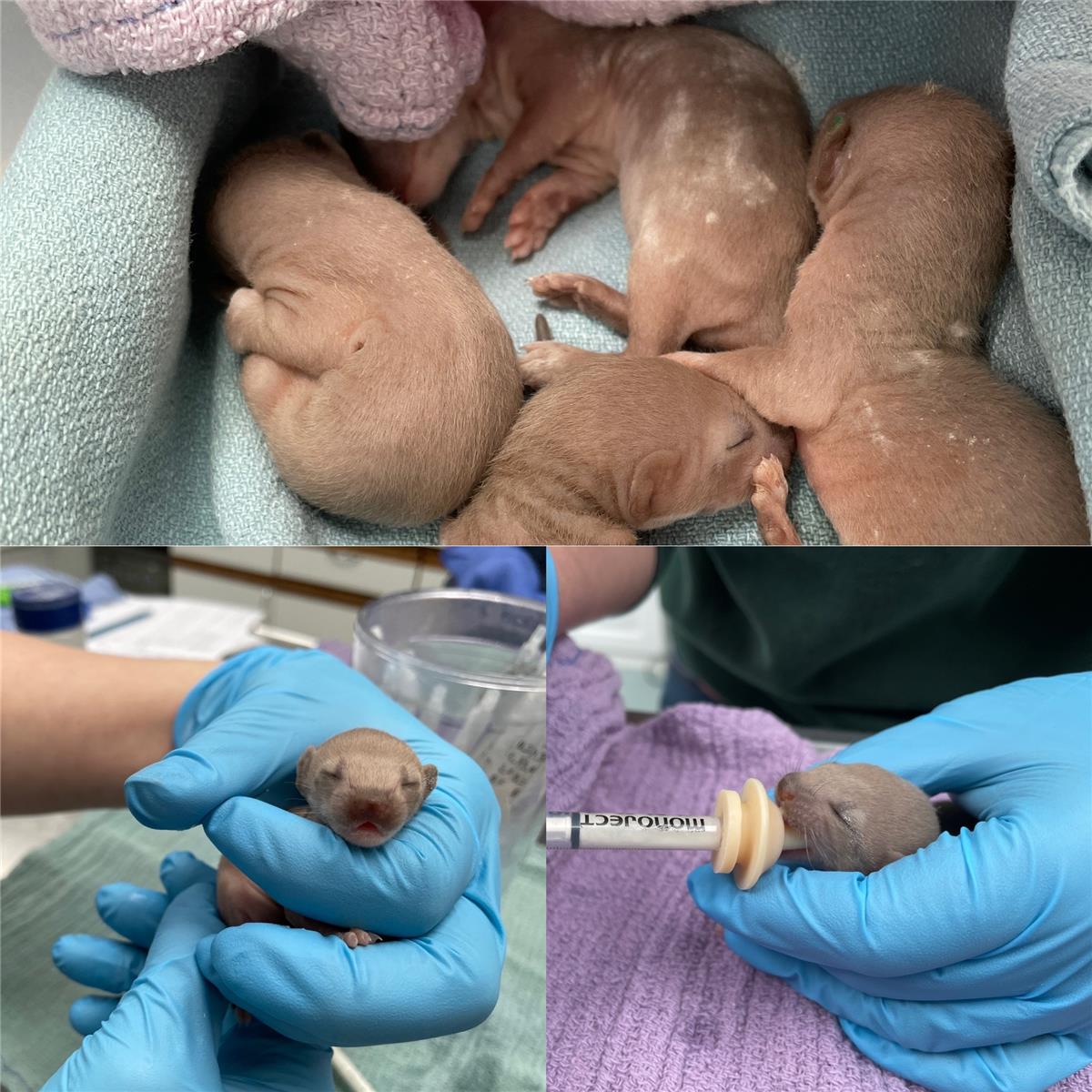 Seven Orphaned Weasels
