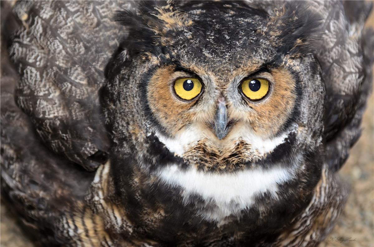 Memorial Adoption Great Horned owl "Athena's Angels"