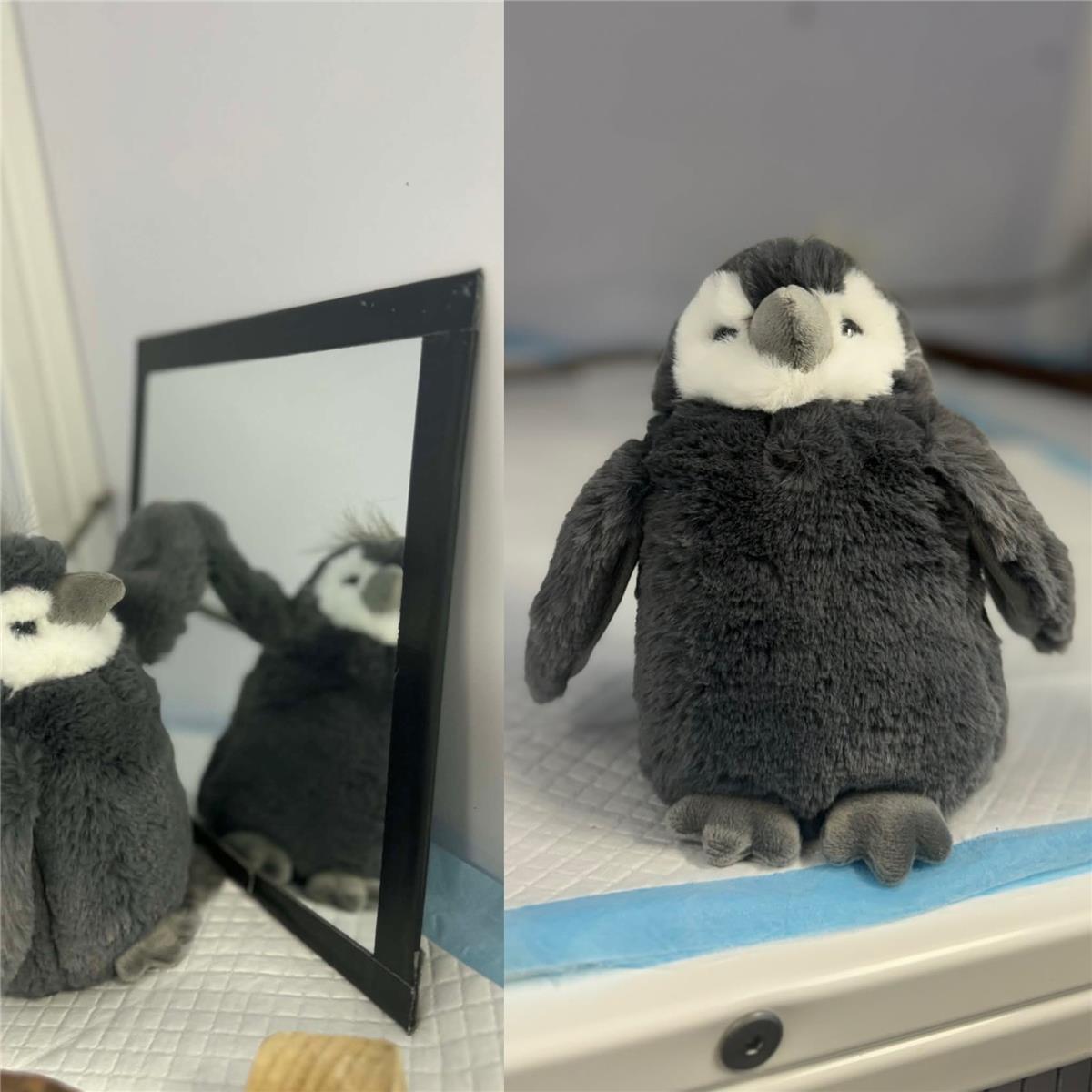 Baby Penguin